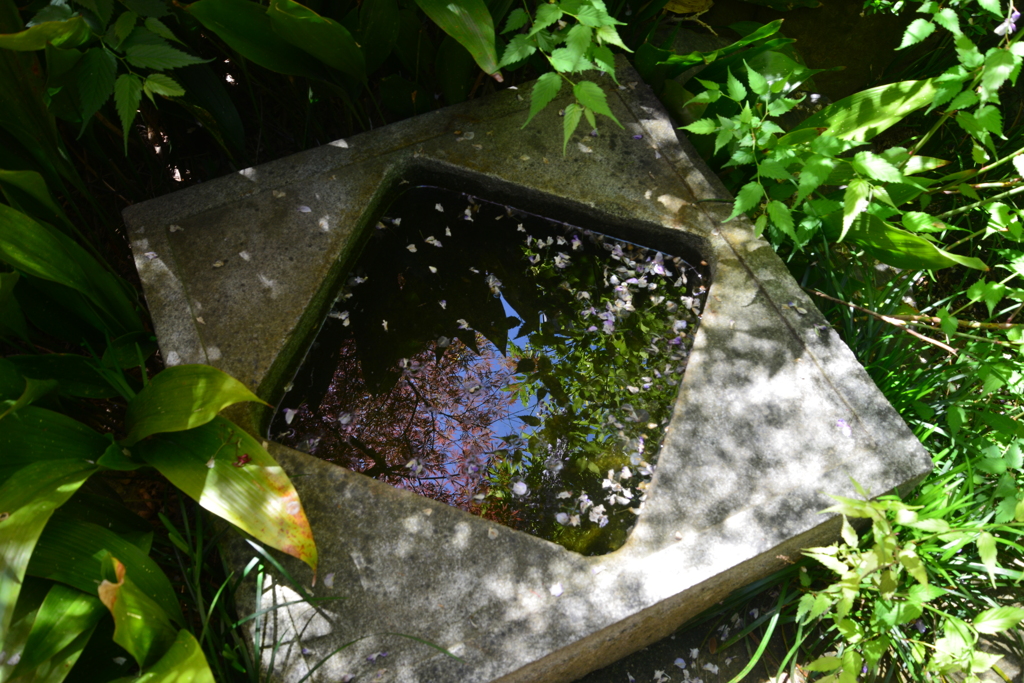 庚申庵の春花　④。。。！