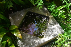庚申庵の春花　④。。。！