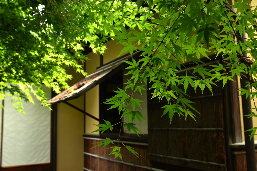 清々し青紅葉　①。。。！