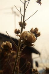 枯れる　①。。。！