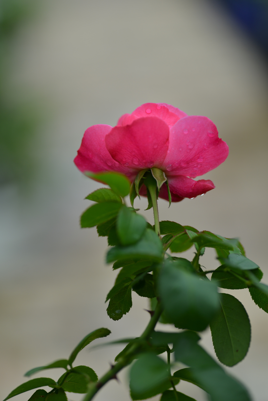 雨にぬれても　②。。。！