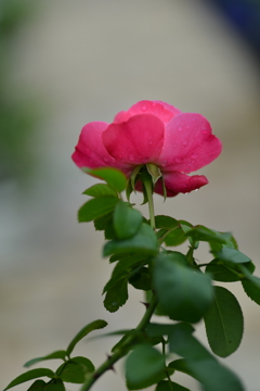 雨にぬれても　②。。。！