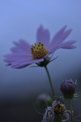 秋愁の野に咲く　②。。。！