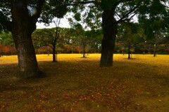 秋に染まる公園　➁。。。！