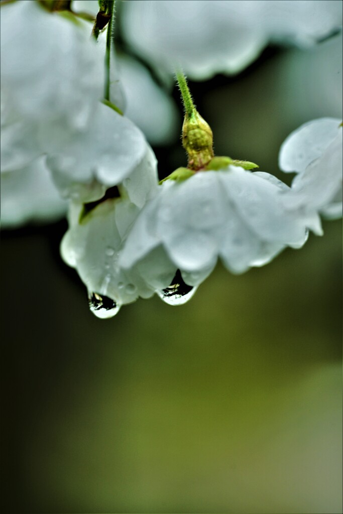 悲哀の桜。。。！