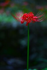 真っすぐに育つ　。。。！