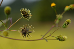 秋花の詩　①。。。！