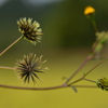 秋花の詩　①。。。！