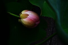 千年の目ざめ　⑥。。。！