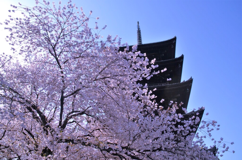想い出桜．．櫻と五重塔（１）。。。！
