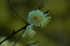 春を呼ぶ声　②。。。！