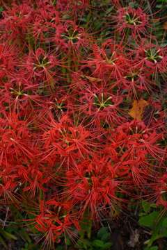 真紅の舞い ➂。。。! 真紅の舞い ➂。。。!