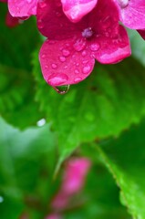 雨粒のシンフォニー　②。。。！