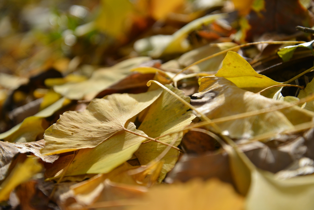 ゆく秋を惜しむ　④。。。！