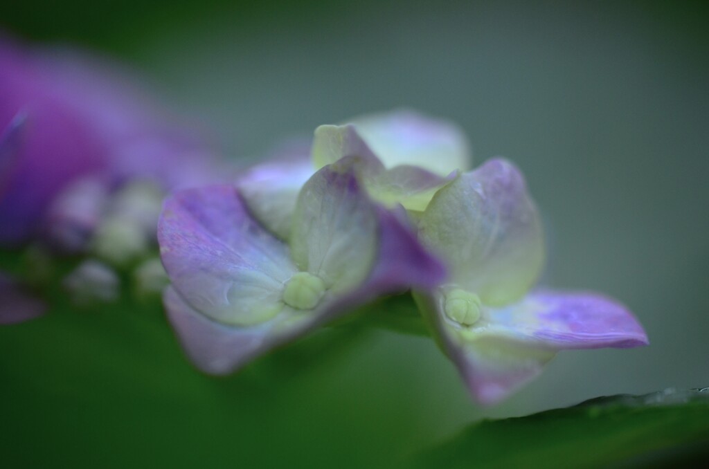 紫の冷雨　②。。。！
