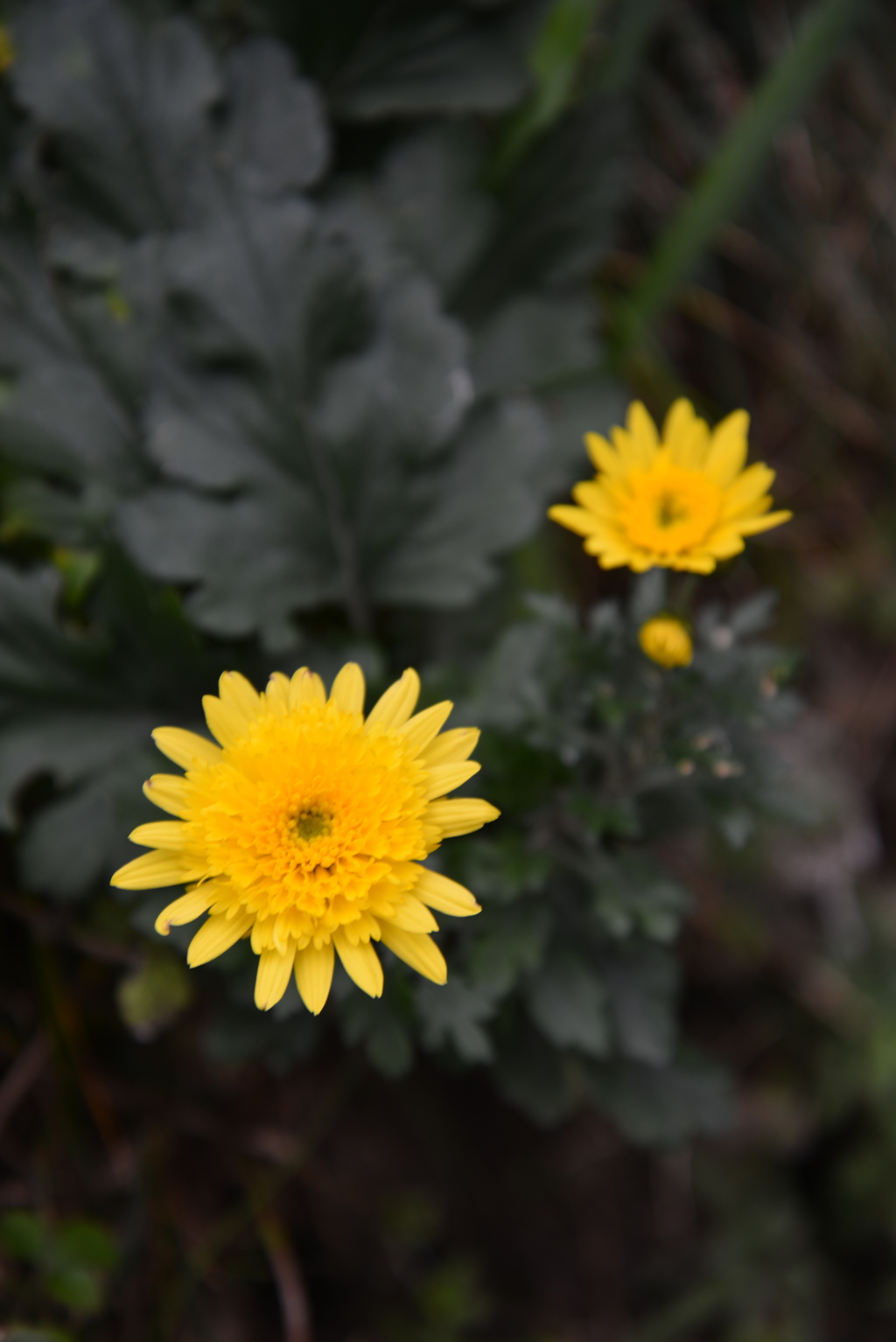 路傍の花　➁。。。！