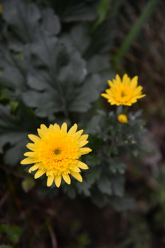 路傍の花　➁。。。！