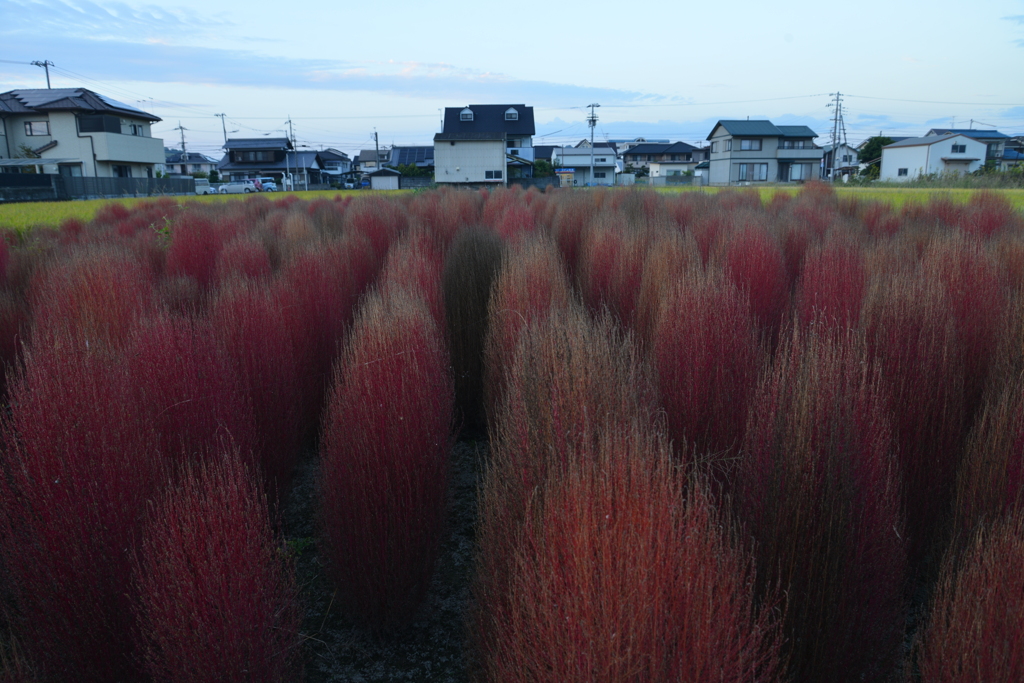 秋に燃ゆる　①。。。！