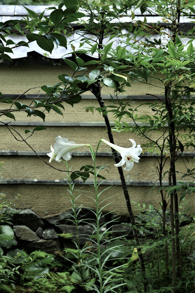 大洲．．臥龍山荘　➂。。。！