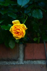 ただ．．一輪花。。。！