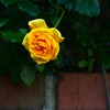 ただ．．一輪花。。。！