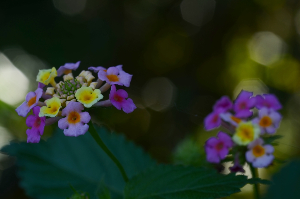 スイパラ。。。！