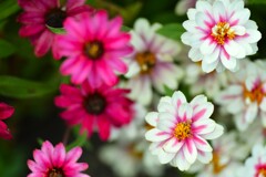 艶やかな装いで ①。。。! 艶やかな装いで ①。。。!