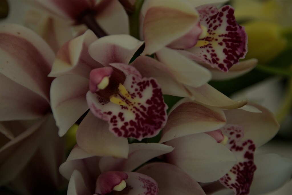 秋の花束　②　。。。！　