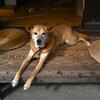 山郷に暮らせば　①。。。！
