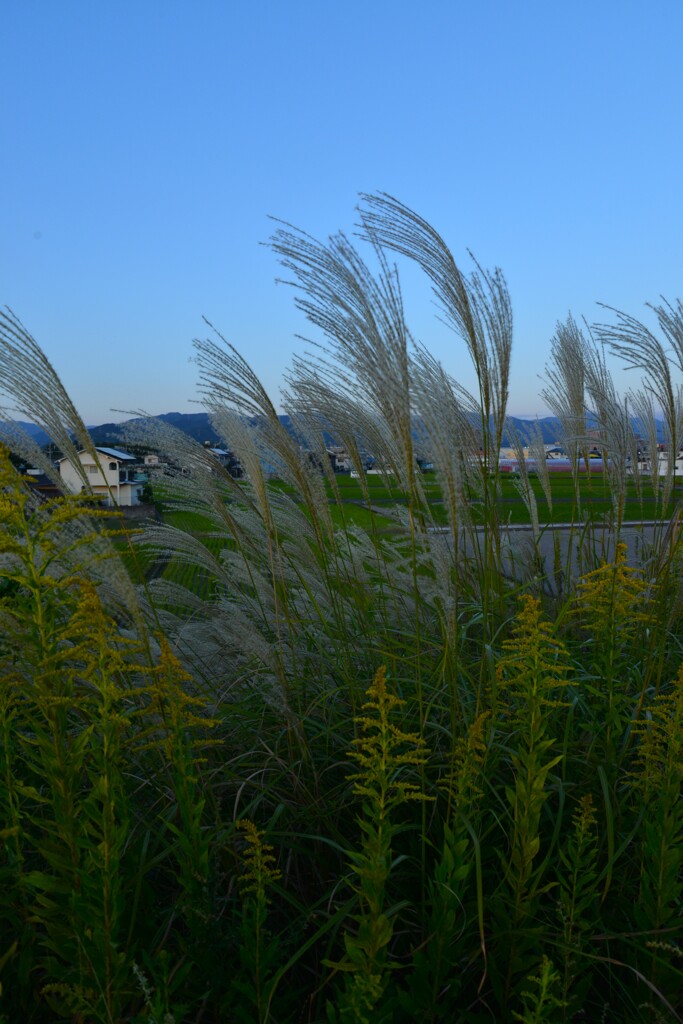 河原の土手より秋を見下ろす。。。！