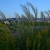河原の土手より秋を見下ろす。。。！