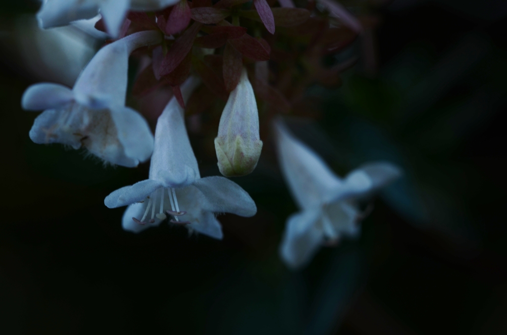 闇夜に舞う。。。！