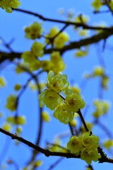 黄色いリボンたち　➁。。。！