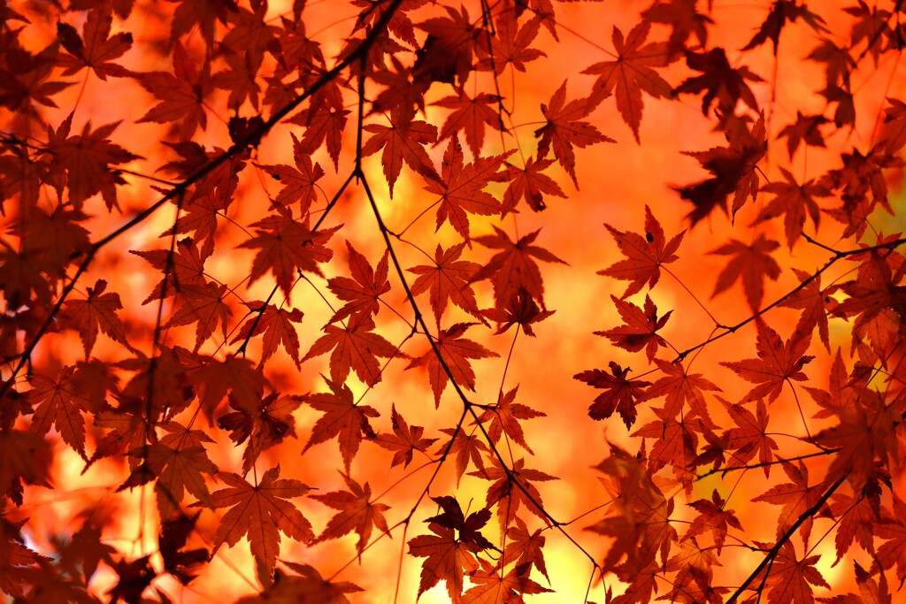 燃え立つ秋　①。。。！