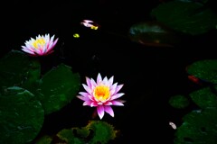 漆黒に咲く華　➂。。。！