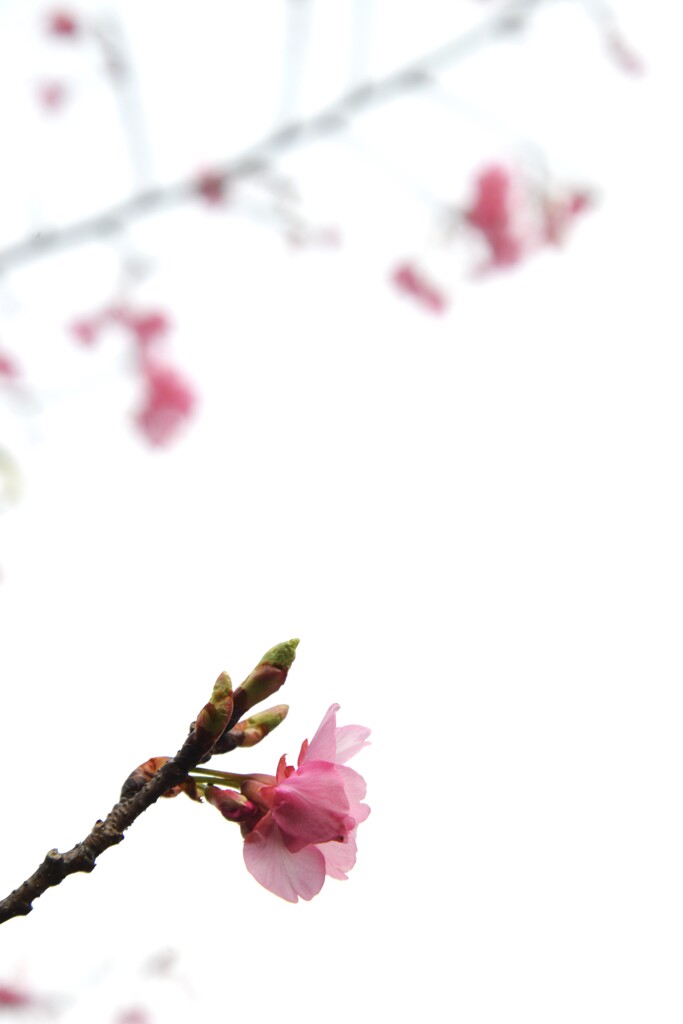 冷たい雨上がり　④。。。！