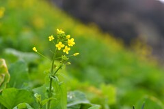 双海シーサイド公園　④。。。！