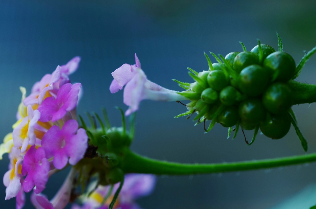 秋を告げる足音　⑥　。。。！