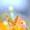 秋風に吹かれて　①。。。！