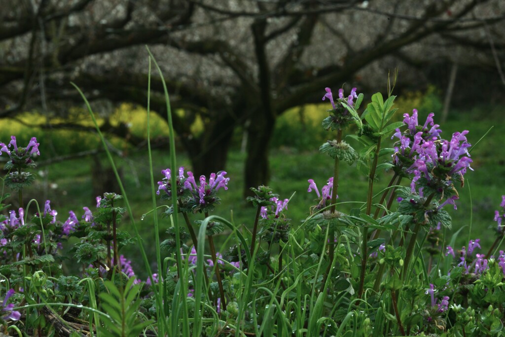 朝露の輝き　①。。。！