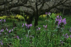 朝露の輝き　①。。。！