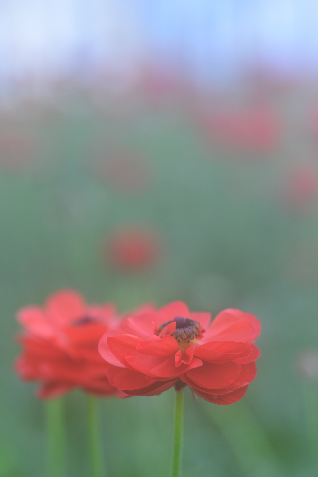 春咲き小花　➂。。。！