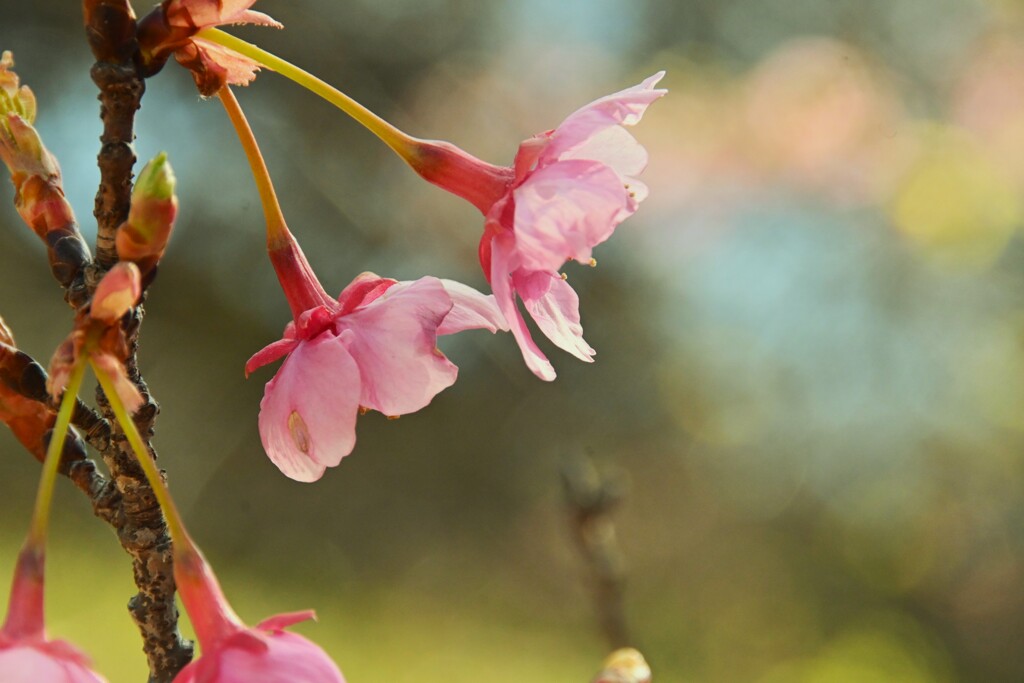 野間の河津桜　➂。。。！