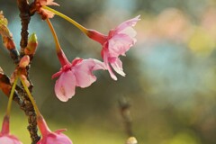 野間の河津桜　➂。。。！