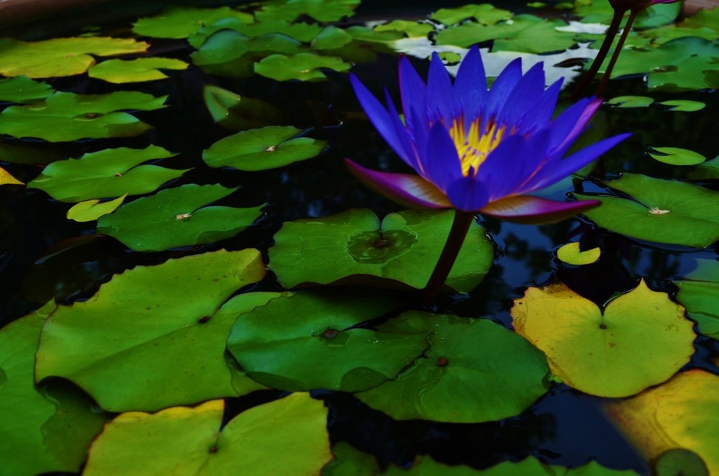 モネが夢見た青い睡蓮　①　。。。！