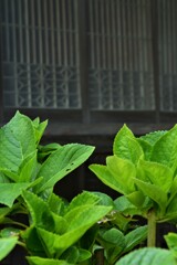 龍馬伝を思う　➁。。。！