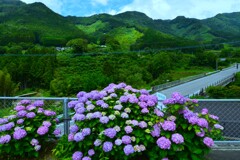 雨上がりと紫陽花　⑥。。。！