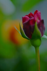 薔薇の仔たち　②。。。！