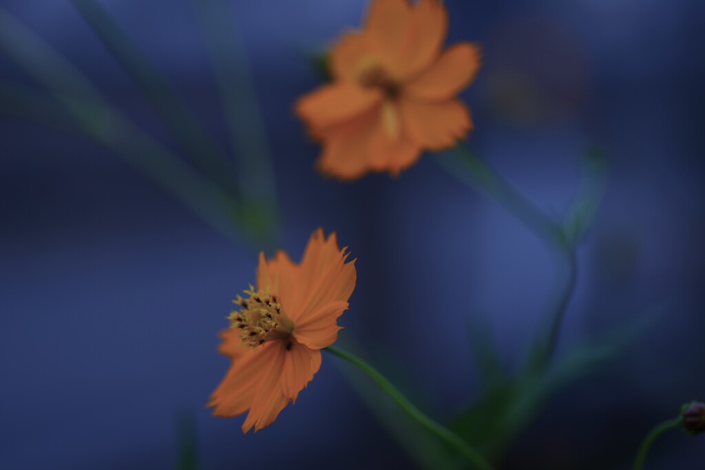 淋しい秋みつけた　①。。。！