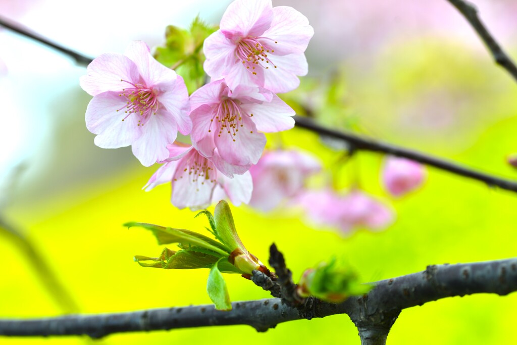 春一番．．寒桜　④。。。！